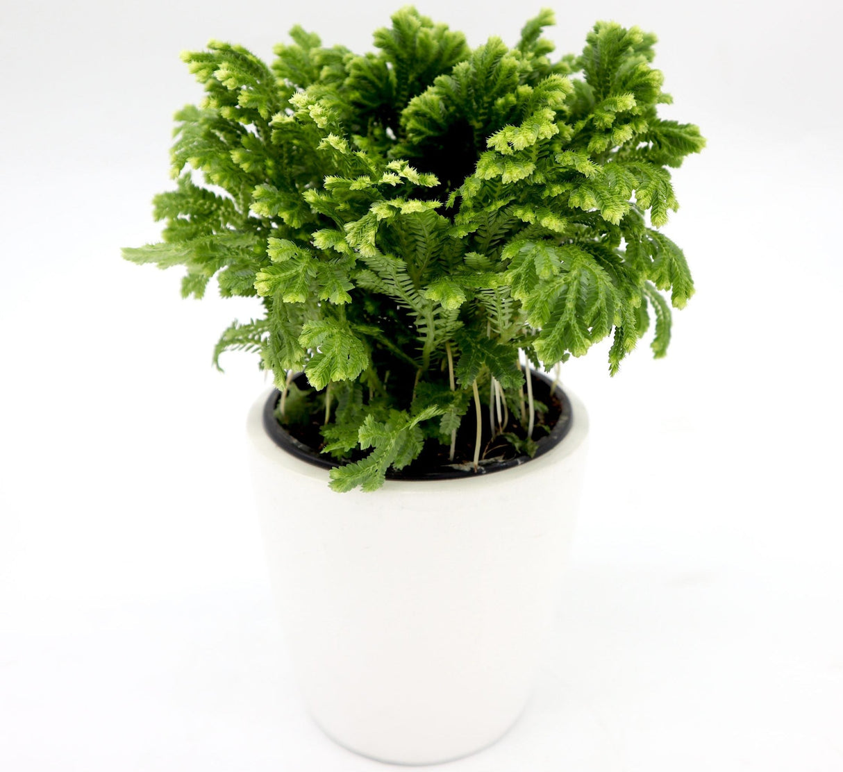 Selaginella kraussiana "Golden Tips" Indoor 20-25cm