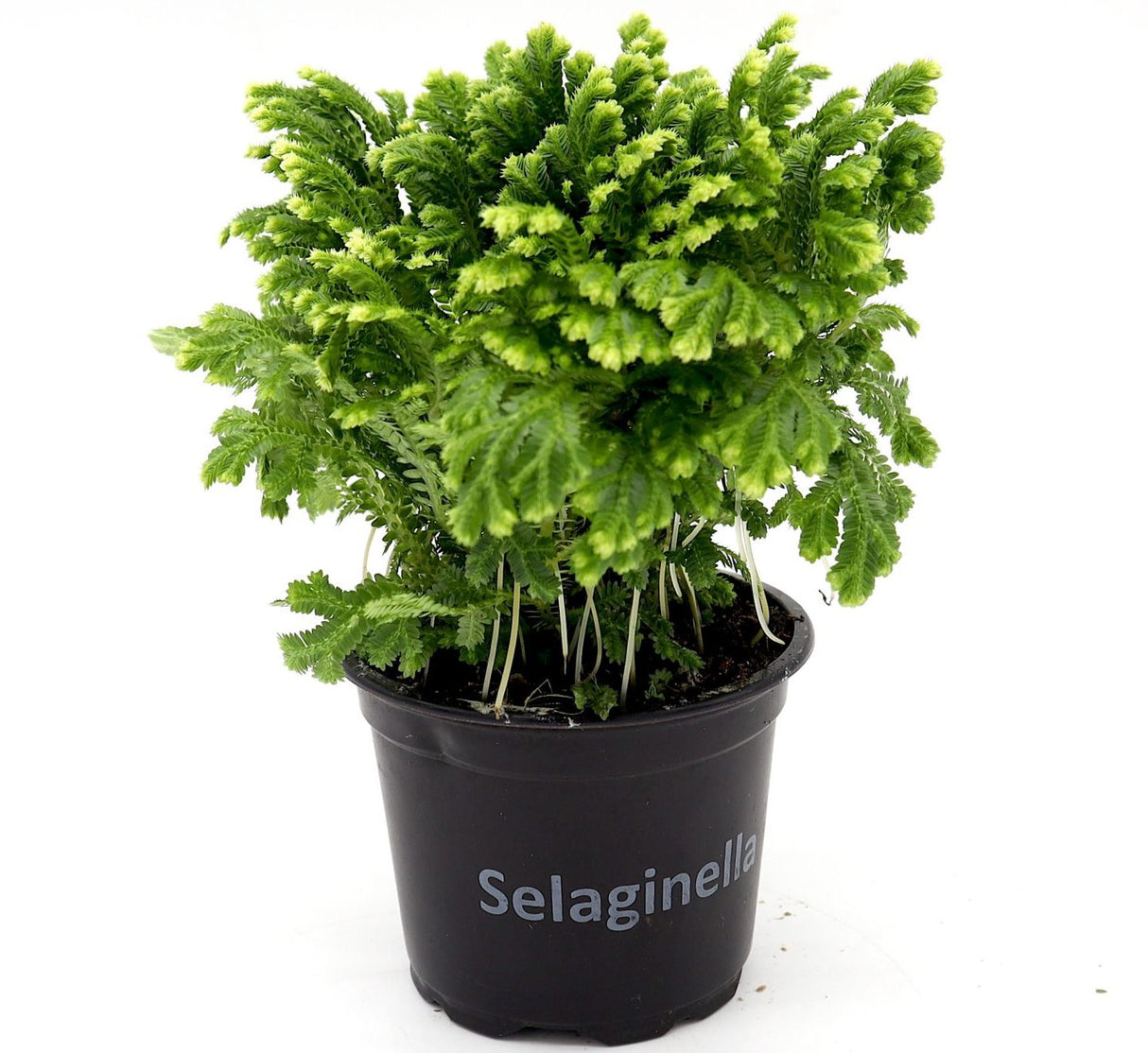 Selaginella kraussiana "Golden Tips" Indoor 20-25cm