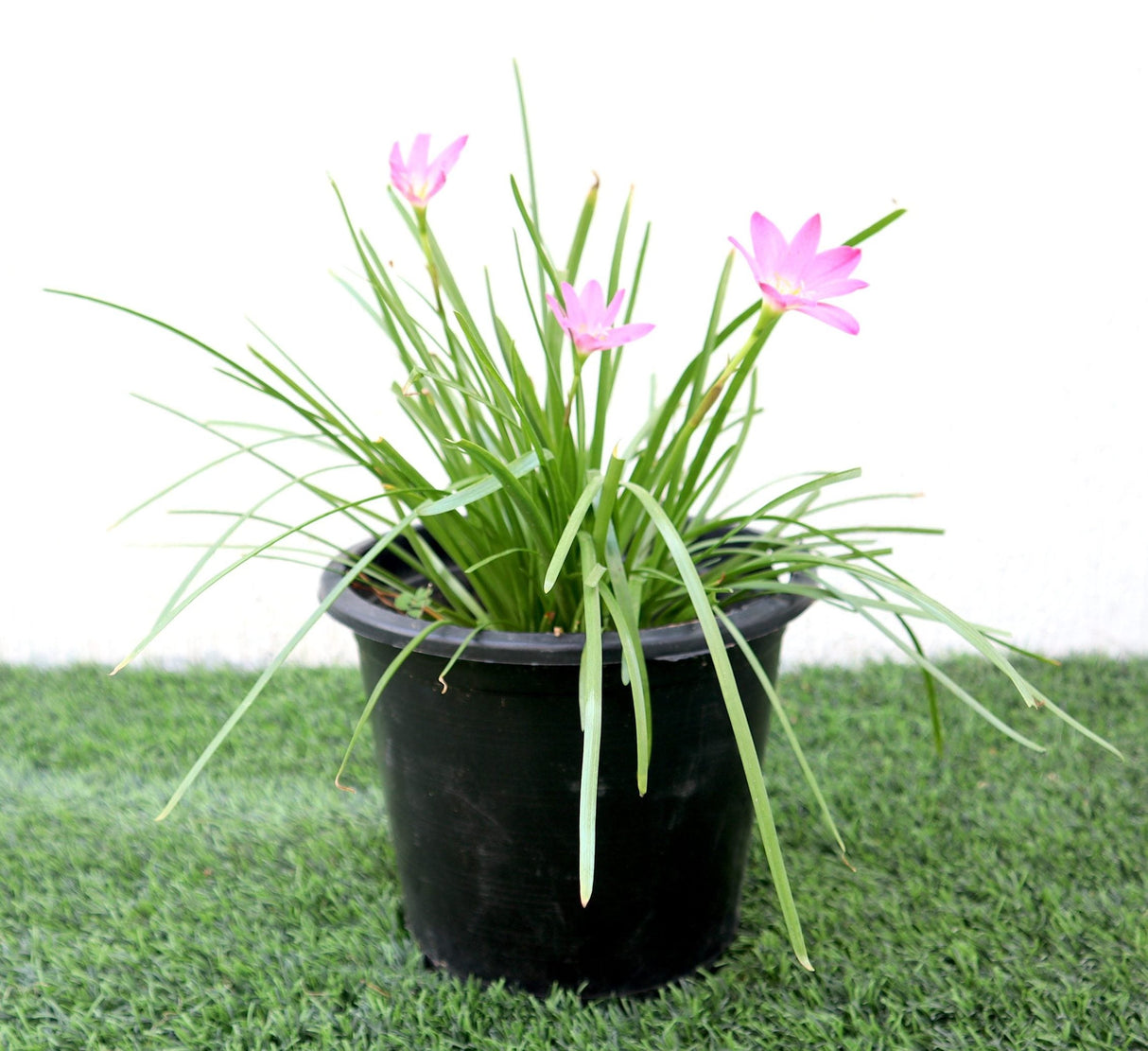 Zephyranthes grandiflora | Pink Rain Lily | Zephyr lily 6Ltr pot