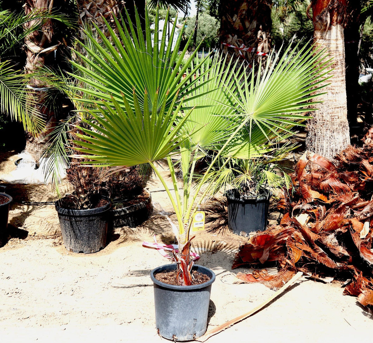Washingtonia robusta "Mexican Fan Palm"