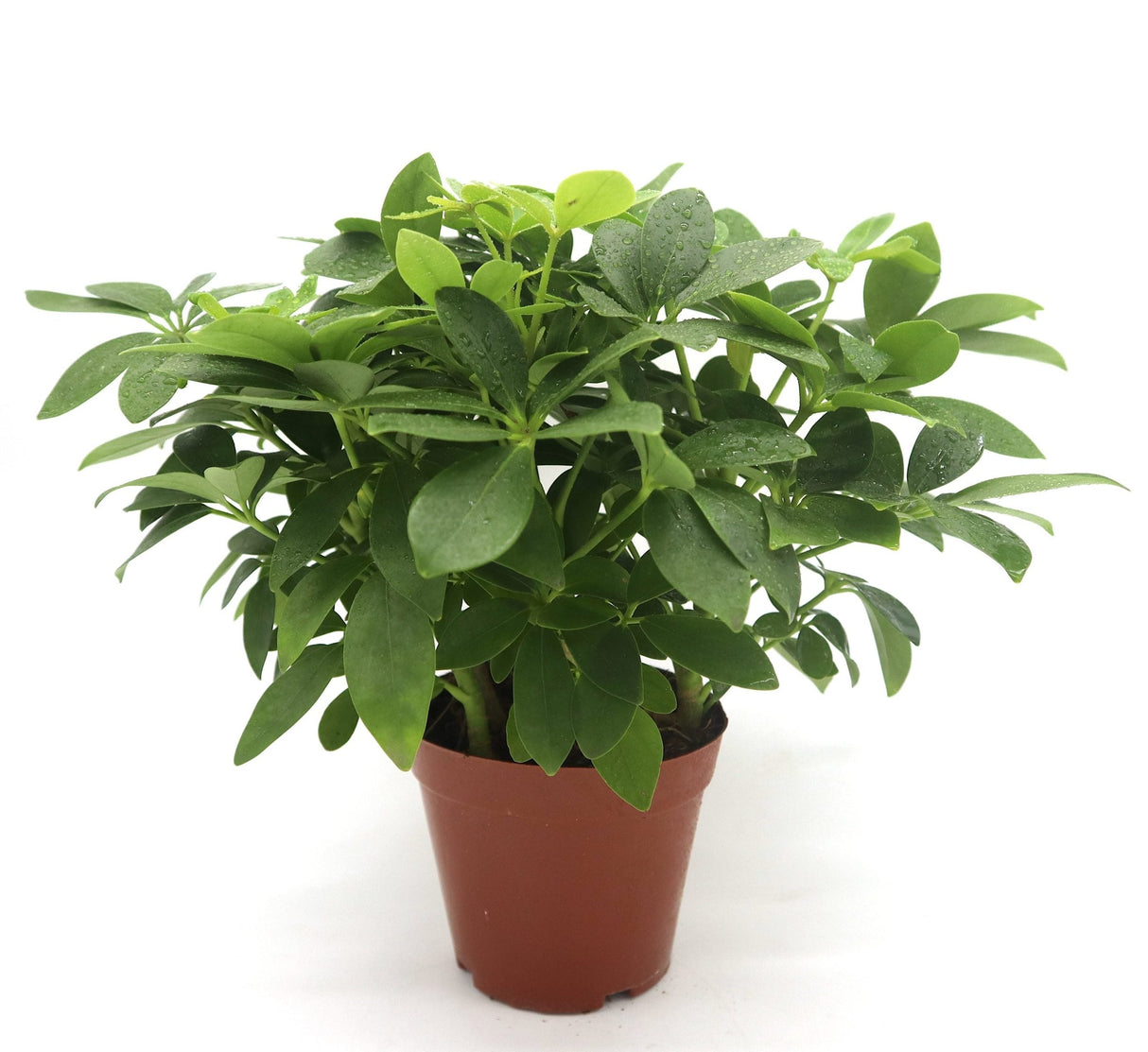 Schefflera arboricola | Compacta | Dwarf Umbrella Tree 25-30cm