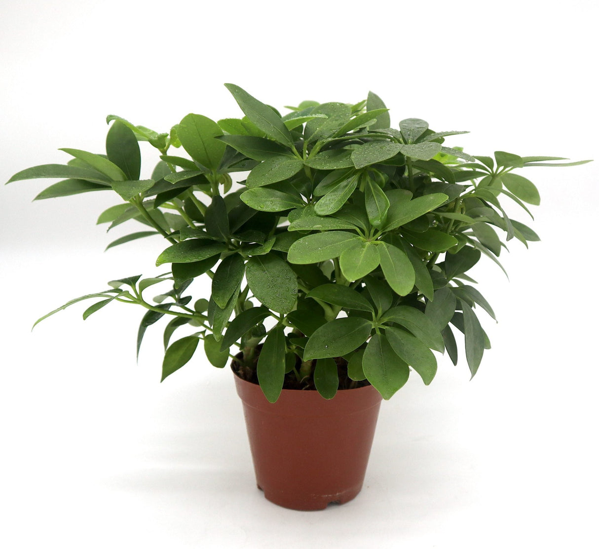 Schefflera arboricola | Compacta | Dwarf Umbrella Tree 25-30cm