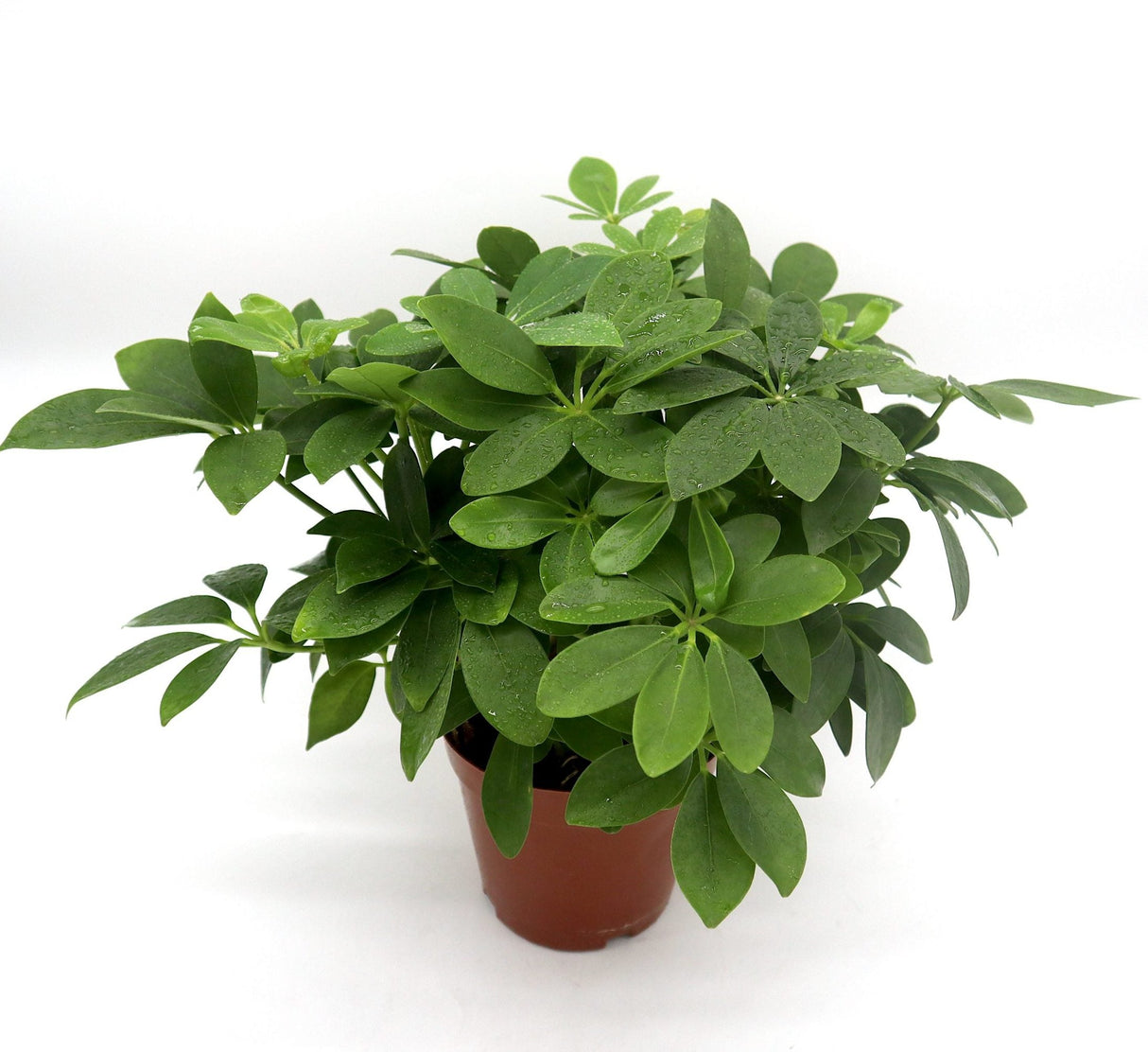 Schefflera arboricola | Compacta | Dwarf Umbrella Tree 25-30cm