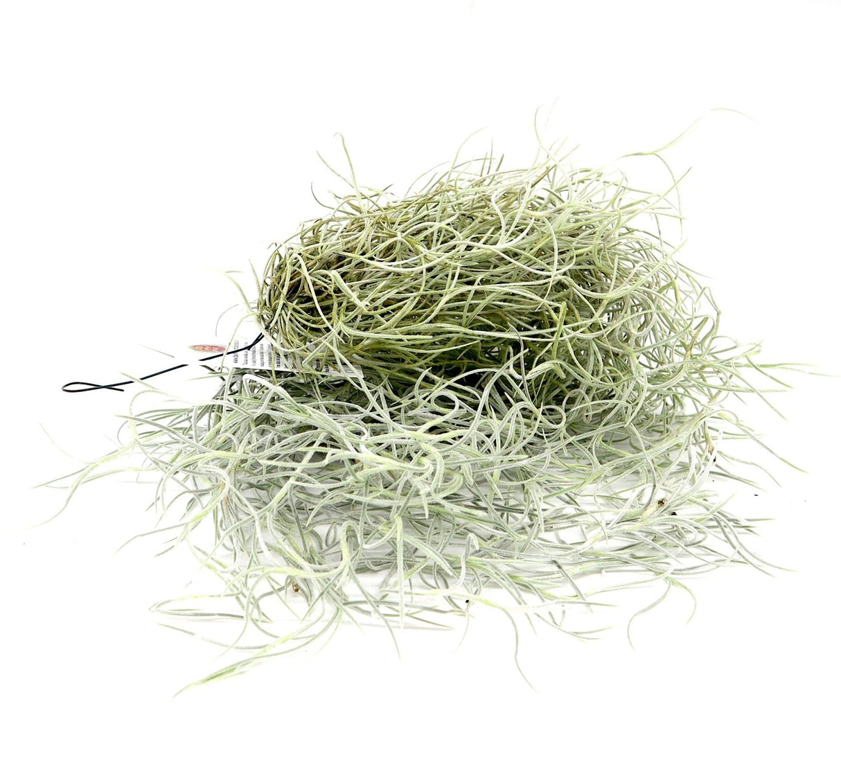 Air Plant Tillandsia Usneoides | Spanish Moss