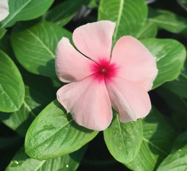 Vinca flowers 10 - 15cm