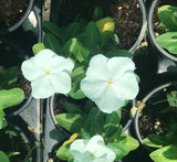 Vinca flowers 10 - 15cm