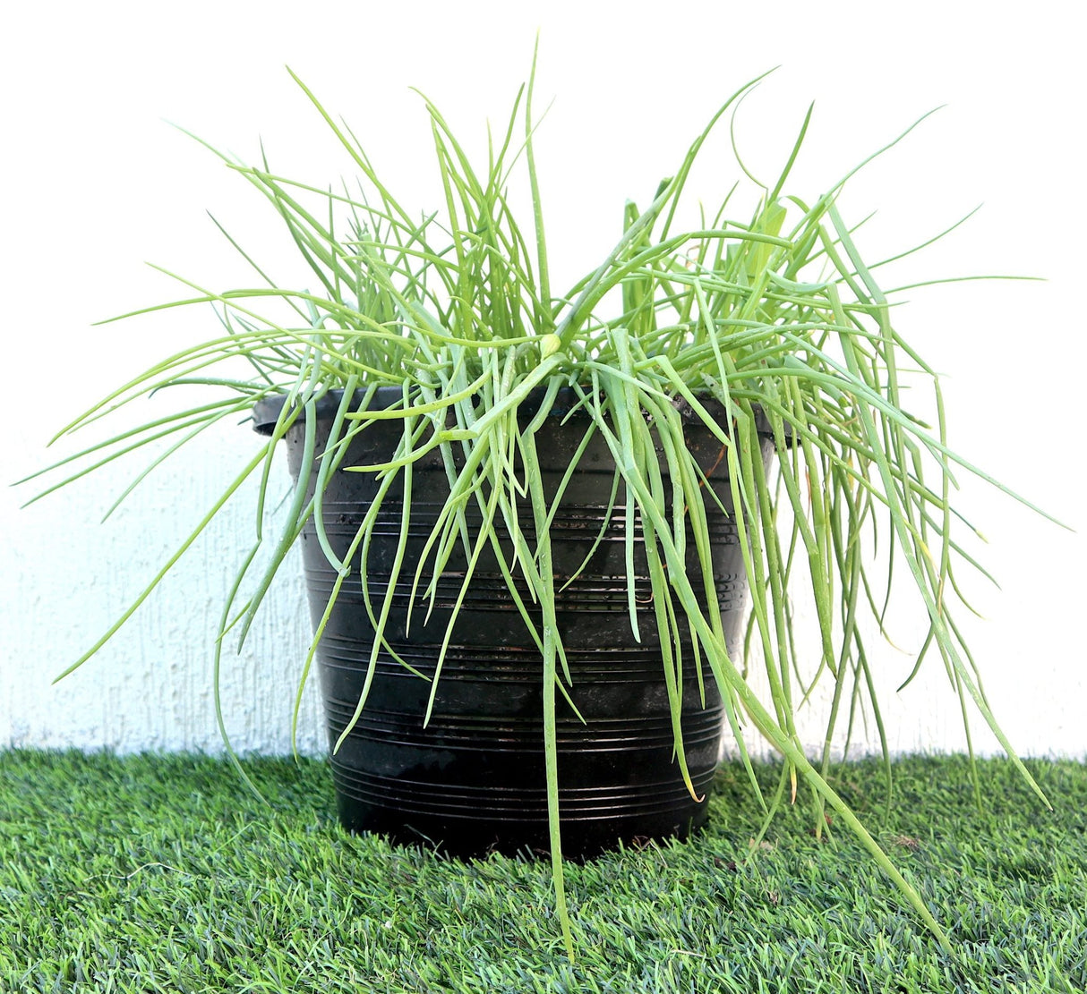 Spring onions | Scallions or green onions Vegetable Plant