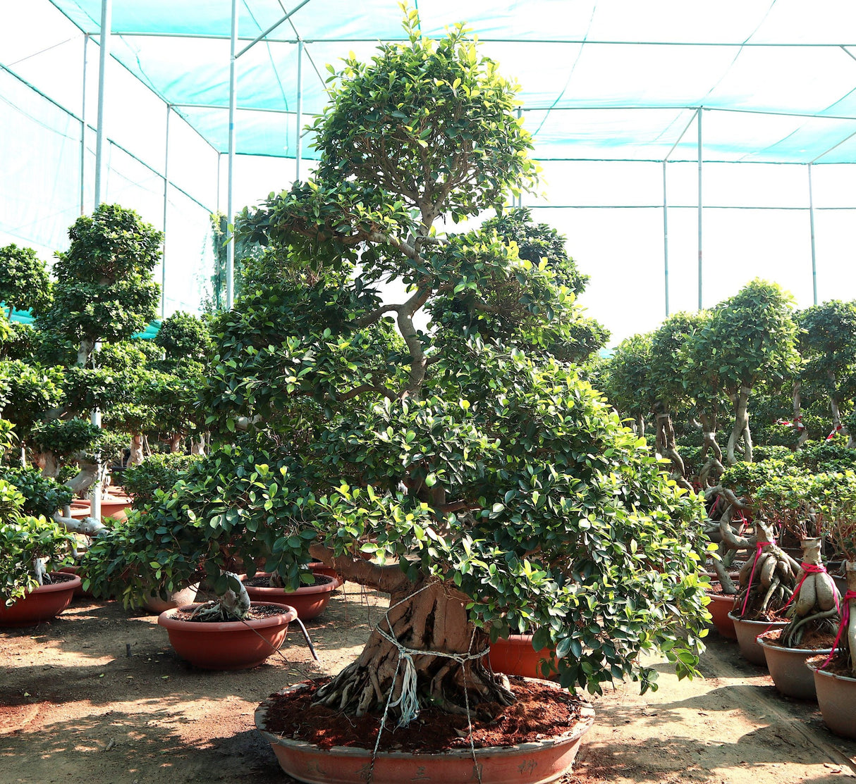 Ficus Nitida Bonsai | Ficus Big size Bonsai | Root Shape Bonsai