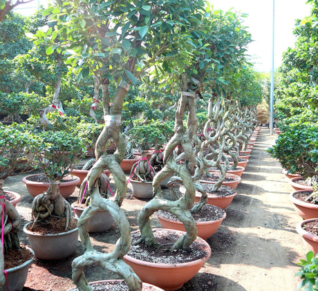Ficus 8-Shape Nitida Bonsai | Ficus Nitida Bonsai 1.5-1.8m