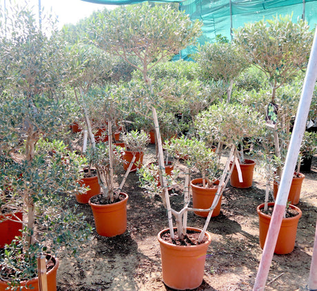 Olive Multihead | Multihead Olea Europea 1.0m-1.2m شجرة زيتون