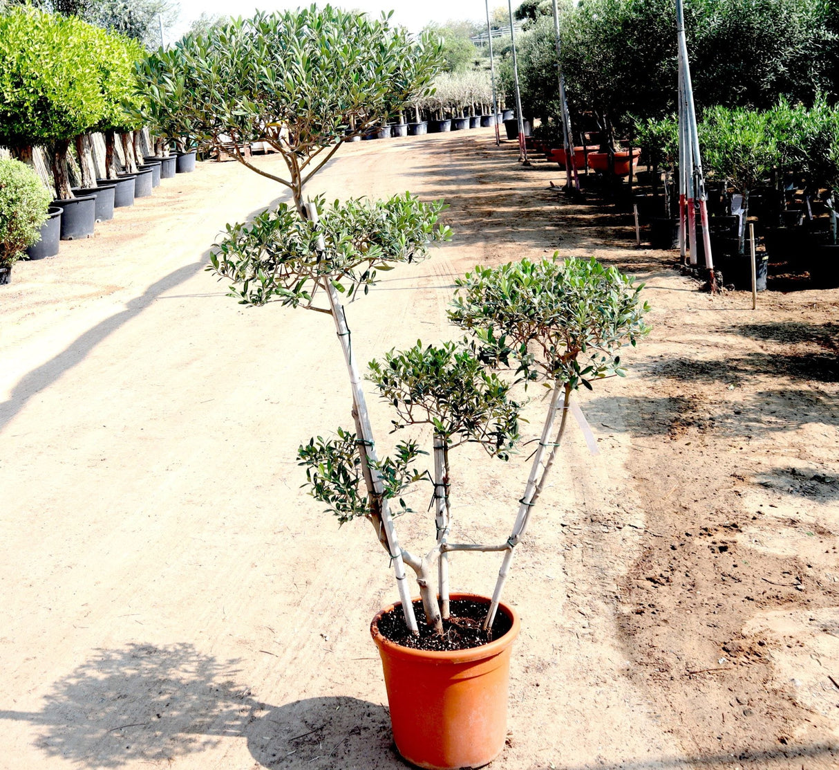 Olive Multihead | Multihead Olea Europea 1.0m-1.2m شجرة زيتون