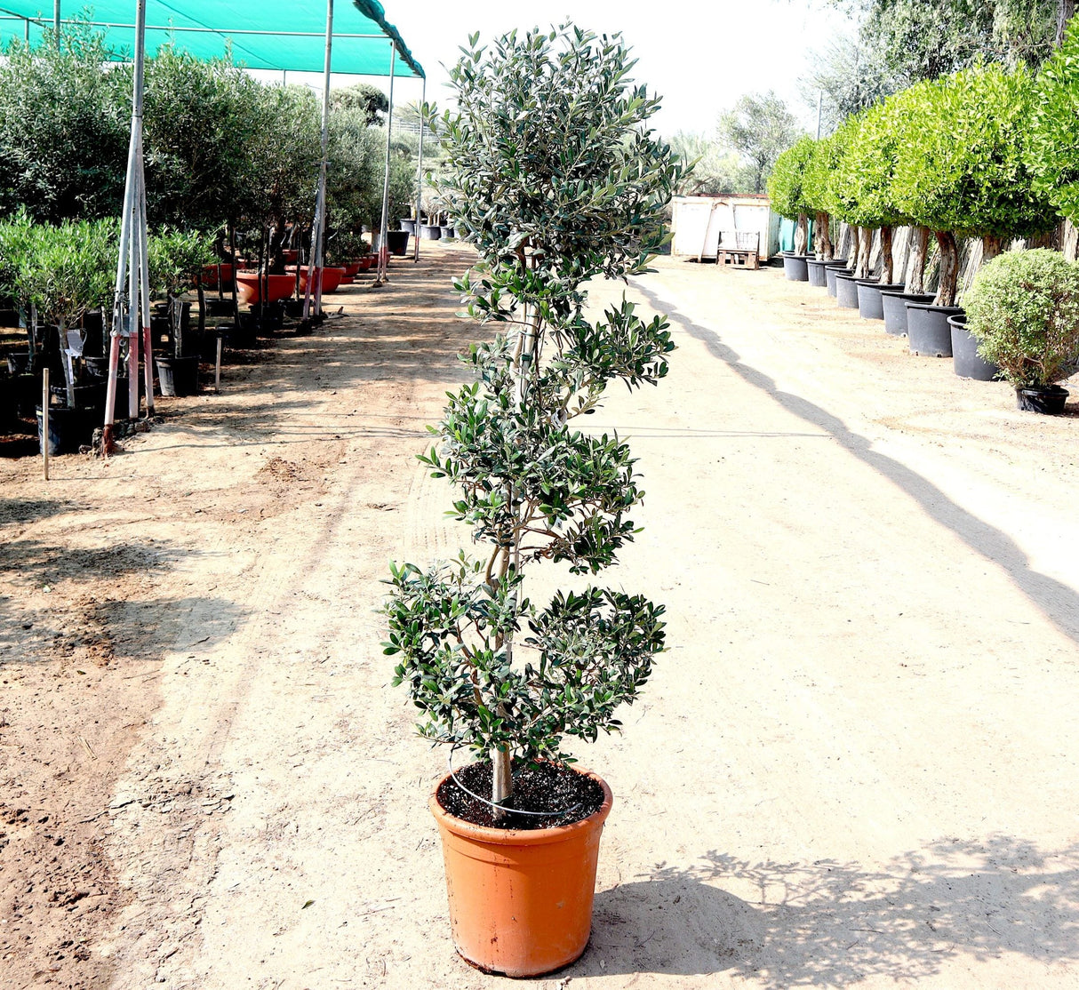 Olive Spiral Shape | Spiral Olea Europea 1.0m-1.2m شجرة زيتون