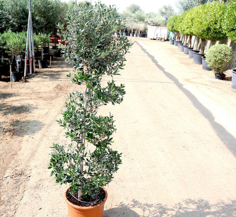 Olive Spiral Shape | Spiral Olea Europea 1.0m-1.2m شجرة زيتون