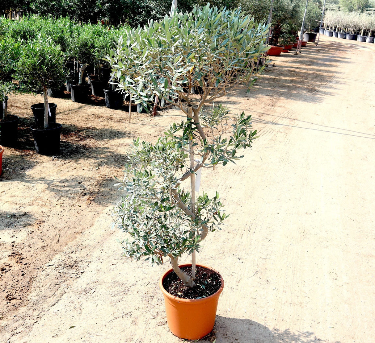 Olive Spiral Shape | Spiral Olea Europea 1.0m-1.2m شجرة زيتون