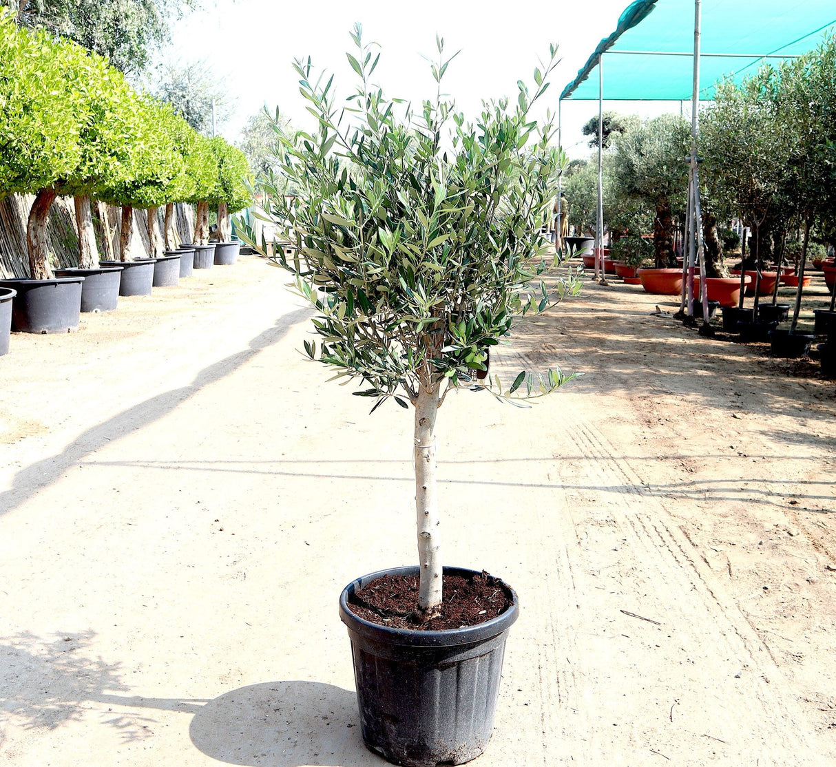 Olive Single Head Bonsai 0.8-1.0m | شجرة زيتون