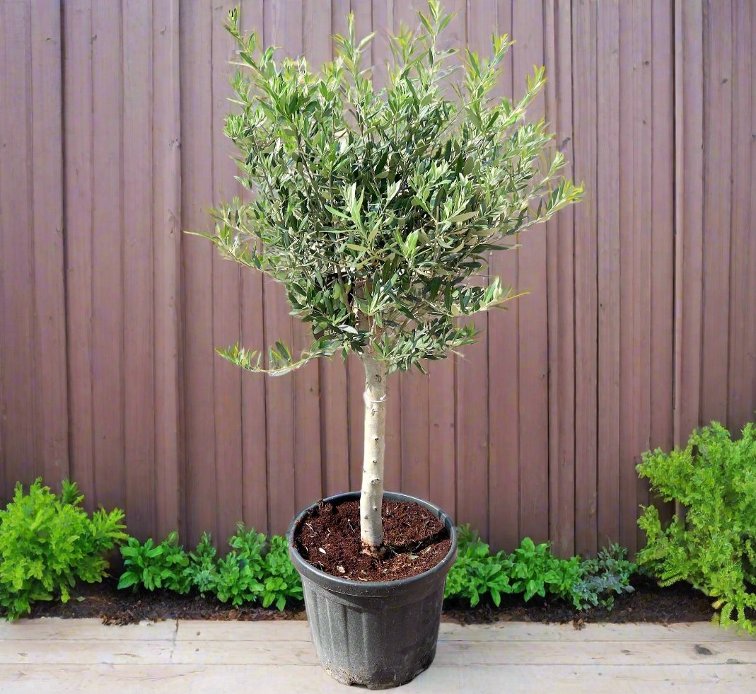 Olive Single Head Bonsai 0.8-1.0m | شجرة زيتون
