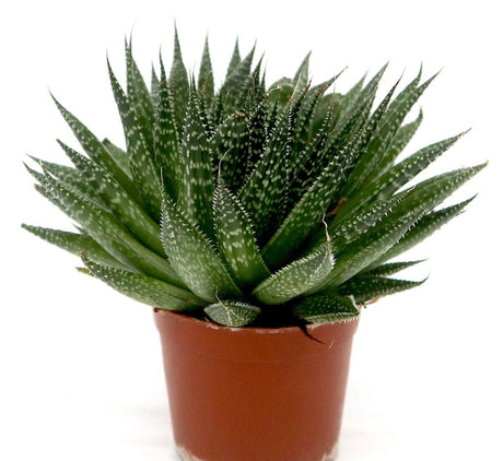 Aloe aristata | Aristaloe Aristata | Lace Aloe Succulent or Torch Plant 10-15cm
