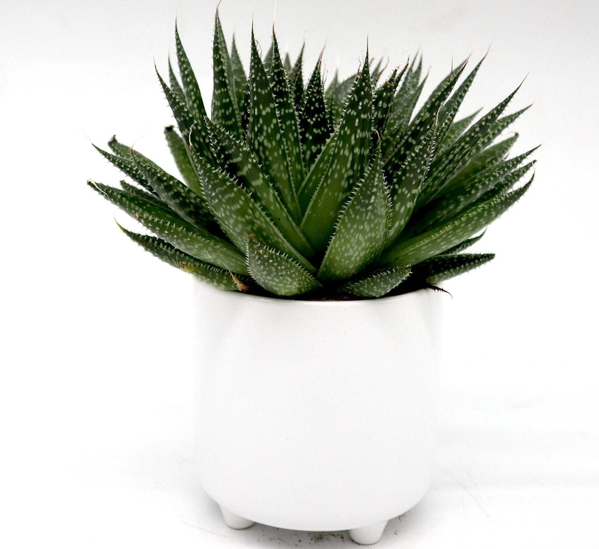 Aloe aristata | Aristaloe Aristata | Lace Aloe Succulent or Torch Plant 10-15cm