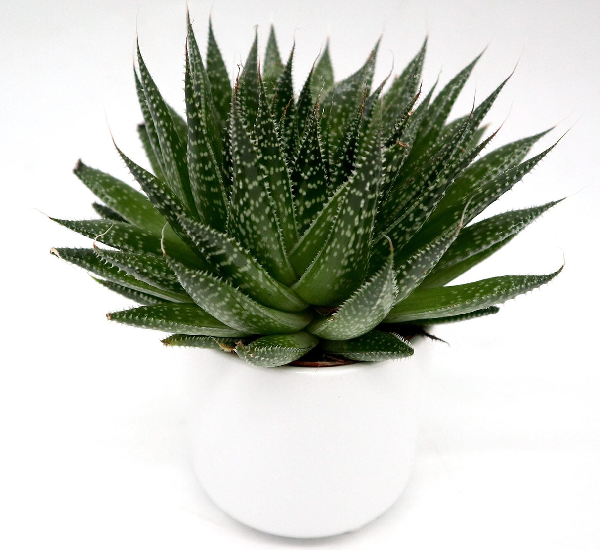 Aloe aristata | Aristaloe Aristata | Lace Aloe Succulent or Torch Plant 10-15cm