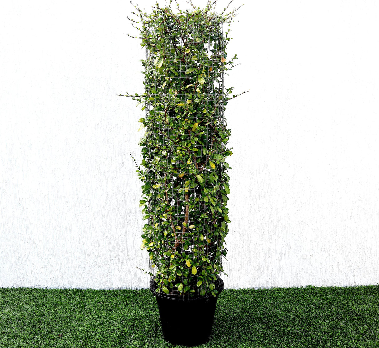 Ehretia Cylindrical Shape "Ehretia Microphylla" 1.0m