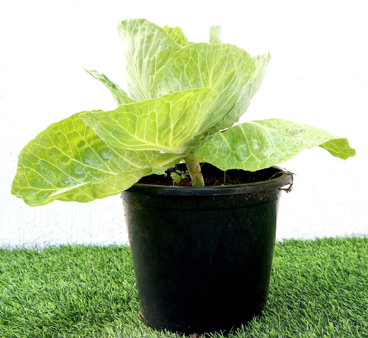 Cabbage Green Vegetable Plant "6Ltr pot"