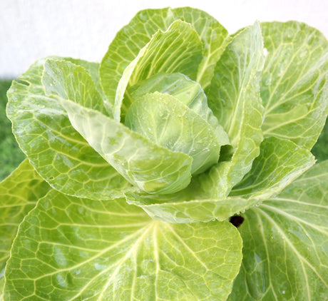 Cabbage Green Vegetable Plant "6Ltr pot"
