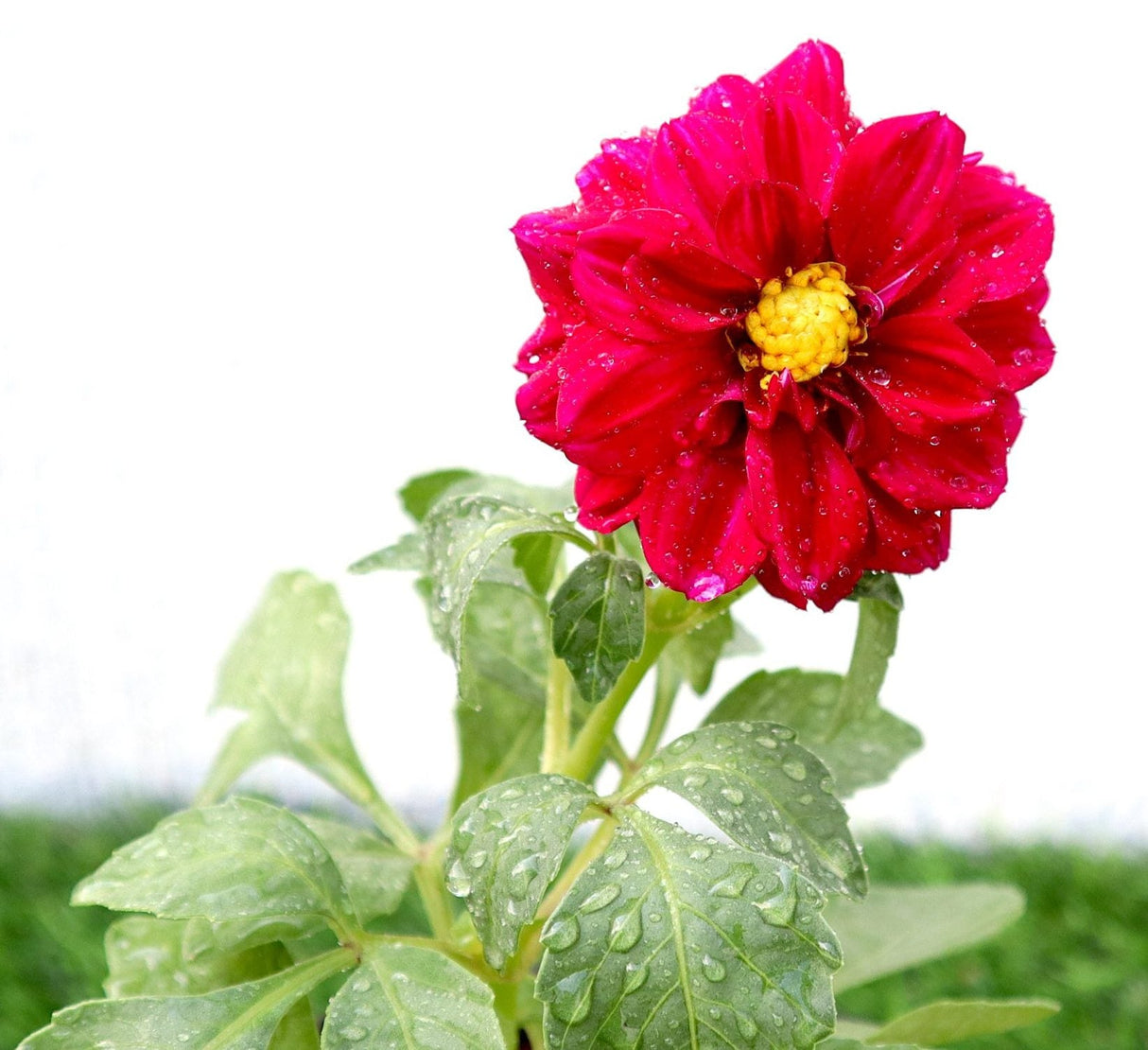 Dahlias Mix Flowering Plant