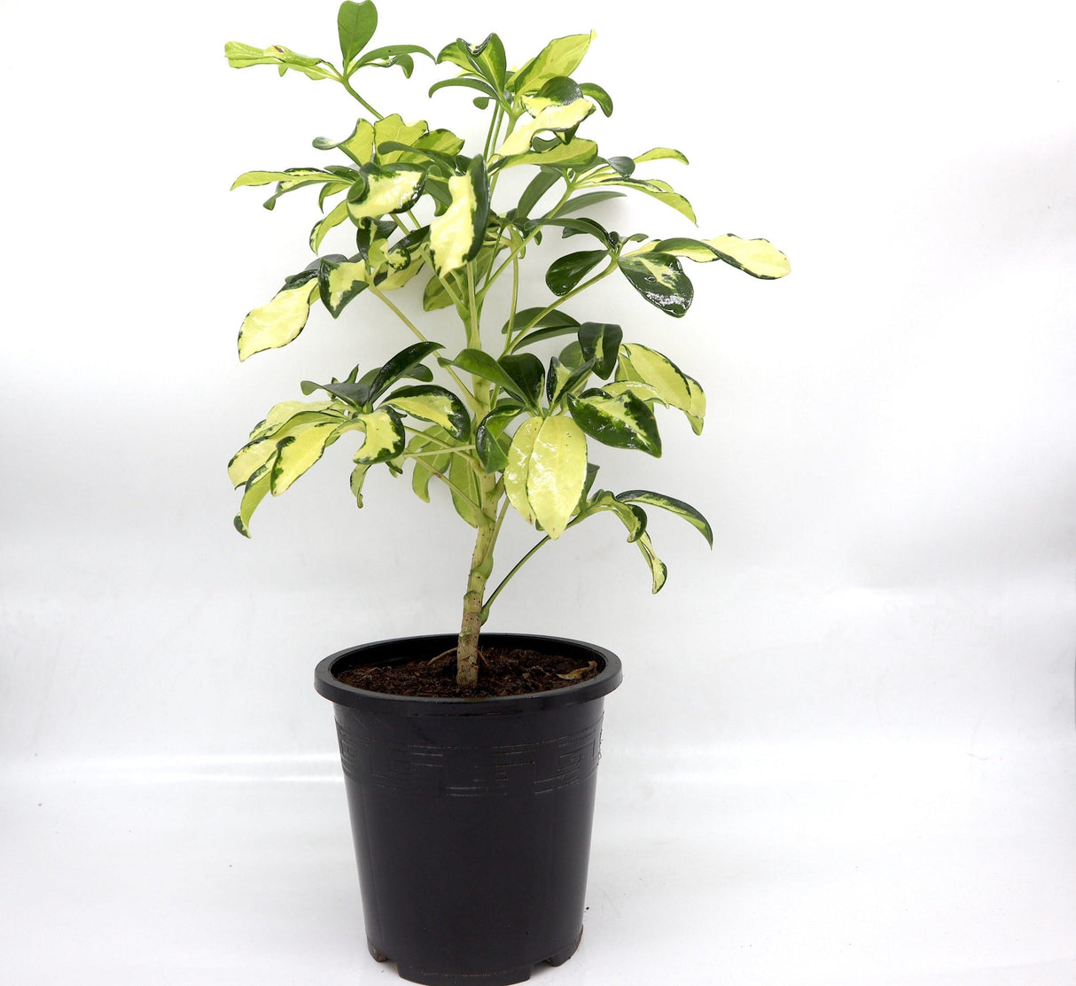 Schefflera Arboricola | Gold Capella | Dwarf Umbrella Tree