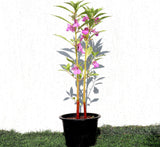 Balsam Flowering Plant | Garden Balsam | Rose Balsam 25-30cm
