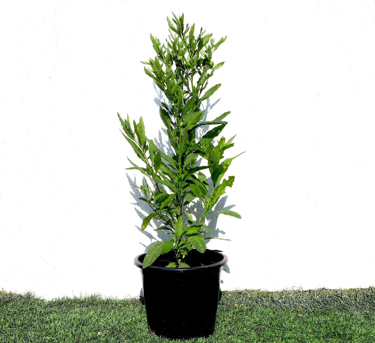 Round China Chili Plant 30-40cm