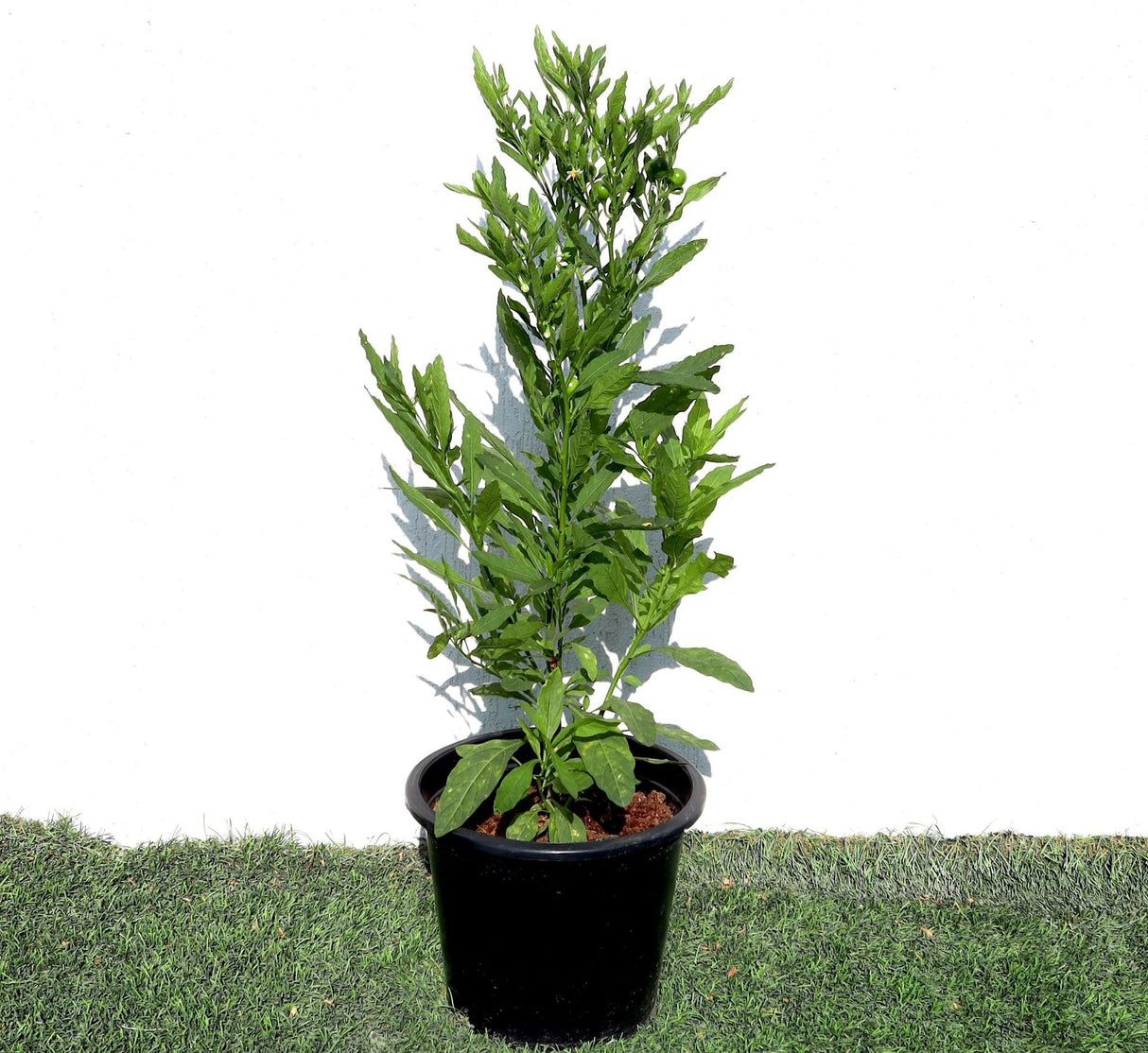 Round China Chili Plant 30-40cm