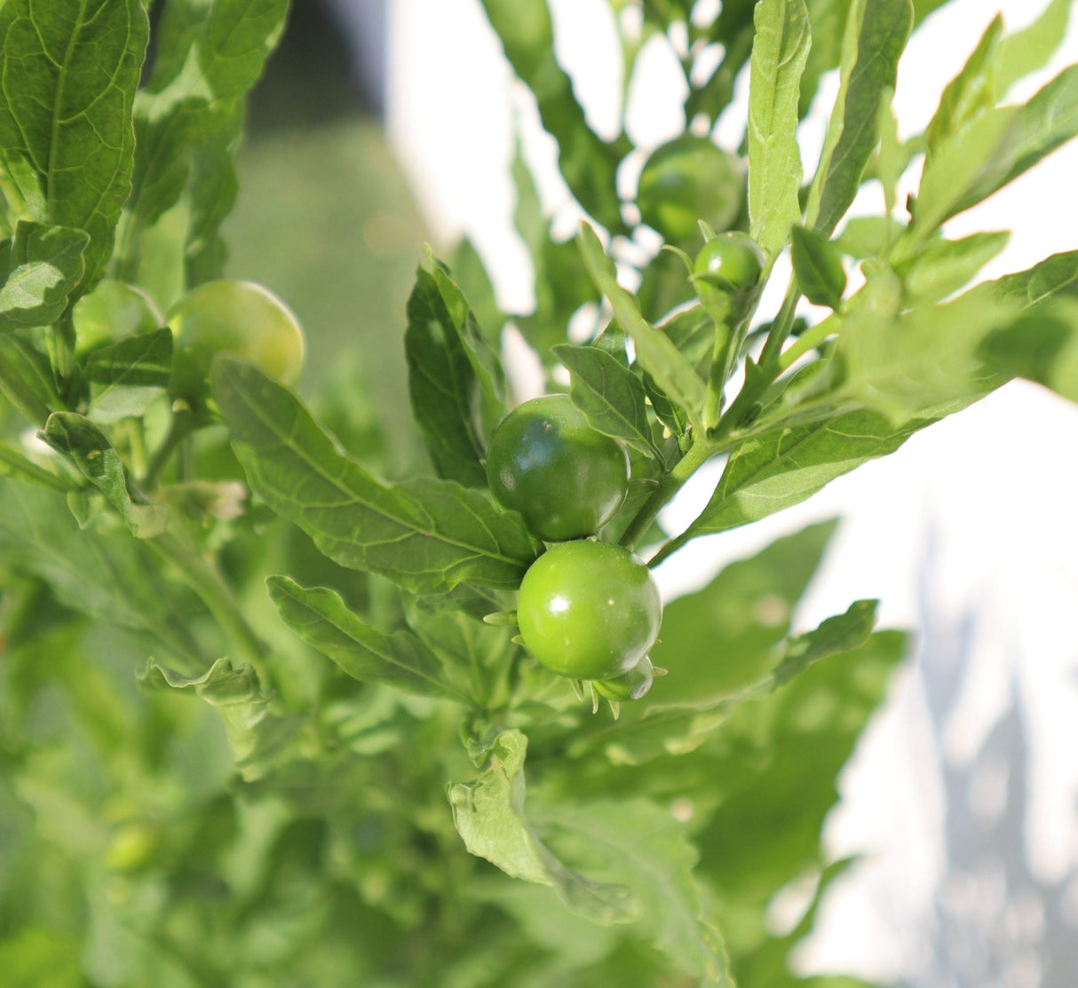 Round China Chili Plant 30-40cm