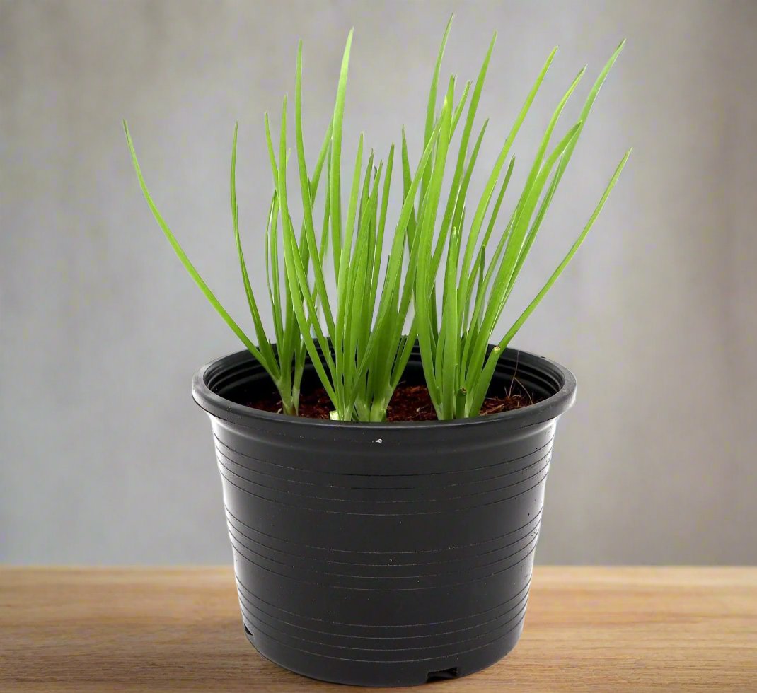 Spring Onion Plant | Scallions or Green Onions Vegetable Plant 13cm pot