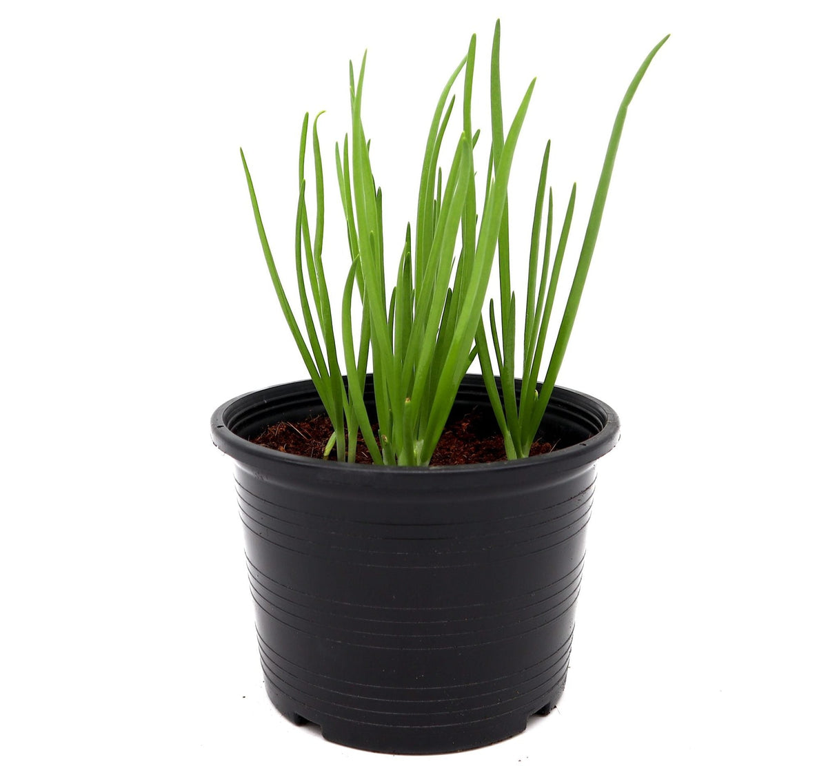 Spring Onion Plant | Scallions or Green Onions Vegetable Plant 13cm pot