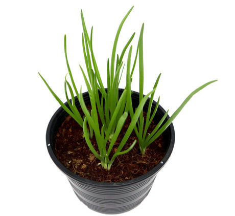 Spring Onion Plant | Scallions or Green Onions Vegetable Plant 13cm pot