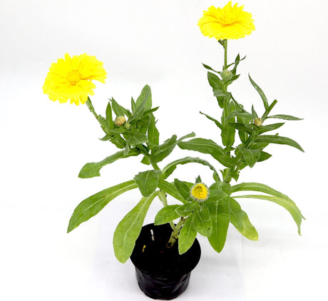 Calendula officinalis Or English Marigold