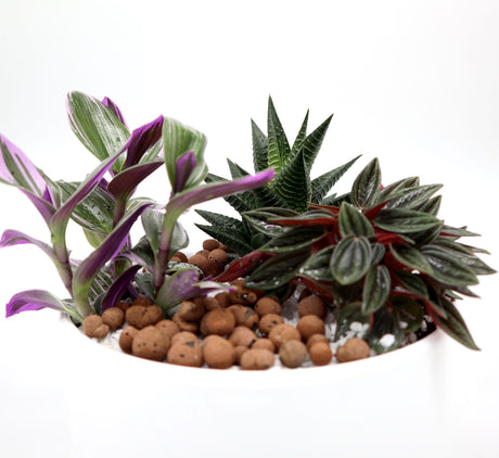Mini Evergreen Garden | Lovers Gift | Nanouk, Peperomia & Haworthia