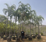 Carpentaria acuminata "Carpentaria Palm"