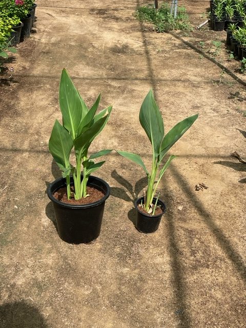 Canna indica or Canna Green