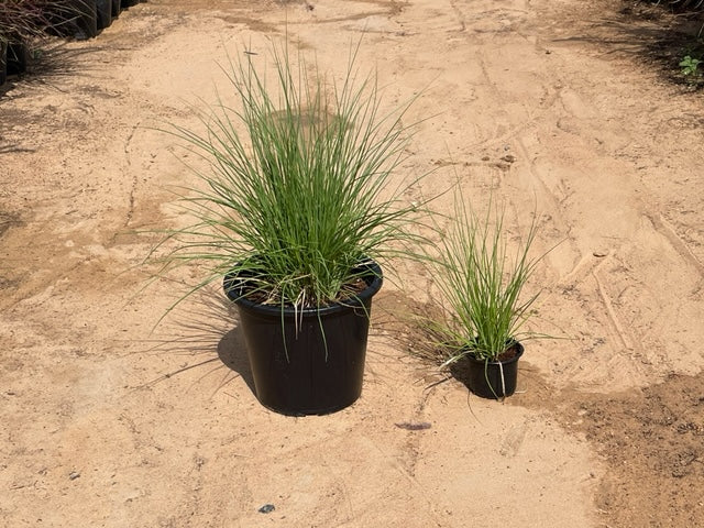 Pennisetum setaceum | African Fountain Grass | Tender Fountain Grass