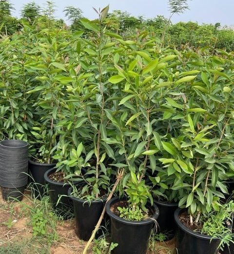 Syzygium cumini, black-plum "jamun-jambolan"