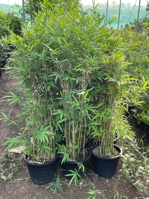 Bambusa multiplex "Chinese Dwarf Bamboo" 1.2 - 1.5m overall height