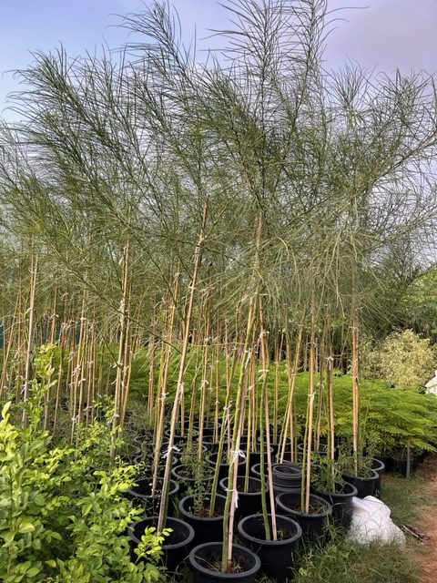 Parkinsonia aculeata, Jerusalem thorn tree