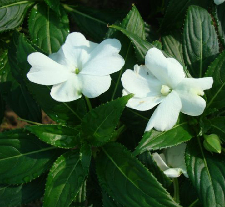 Impetiens Flowering Plant "Touch-me-not" 13cm pot