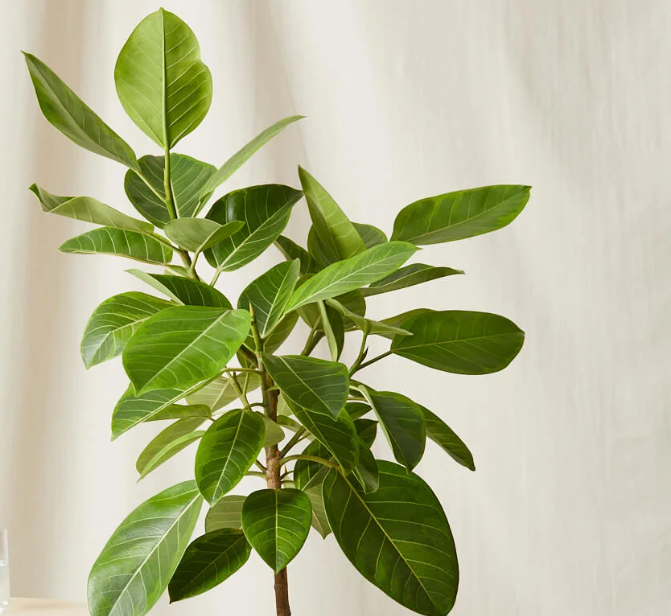 Ficus Altissima "Council Tree"