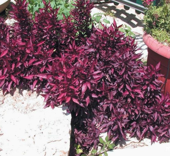 Iresine lindenii "Bloodleaf Iresine lindenii" 10 - 15cm