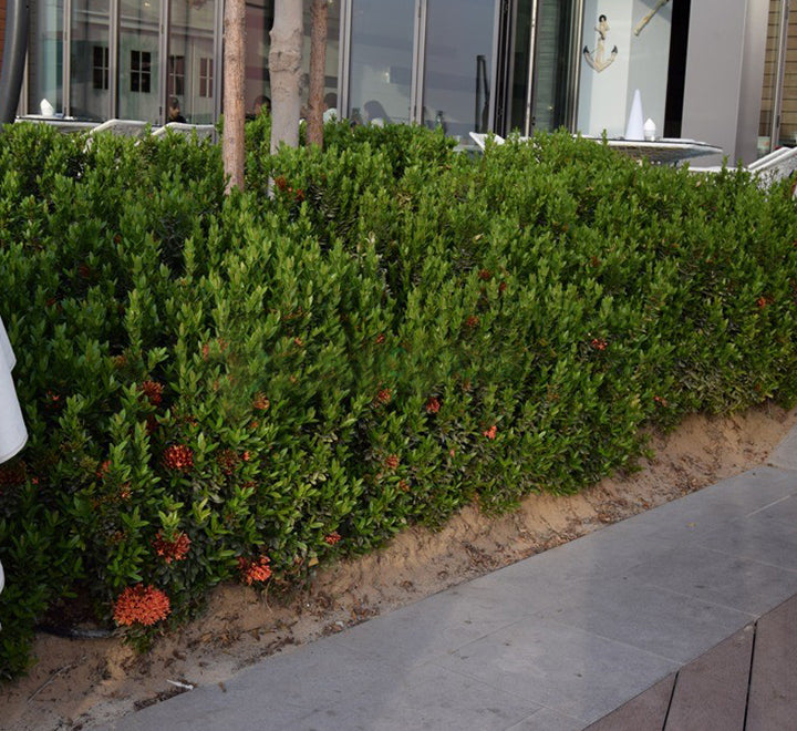 Ixora chinensis "Red" 20-60cm