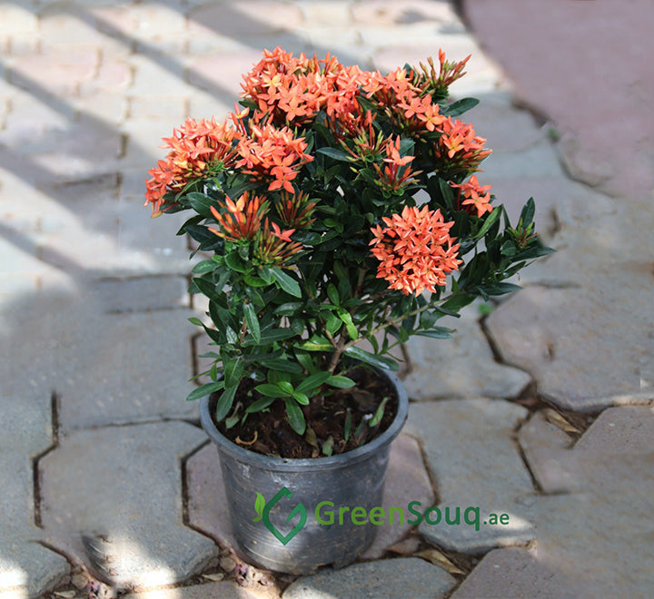 Ixora chinensis "Red" 20-60cm