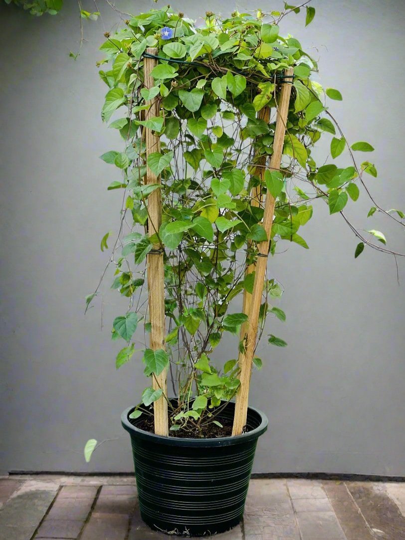 Jacquemontia pentantha “Sky Blue Cluster Vine”