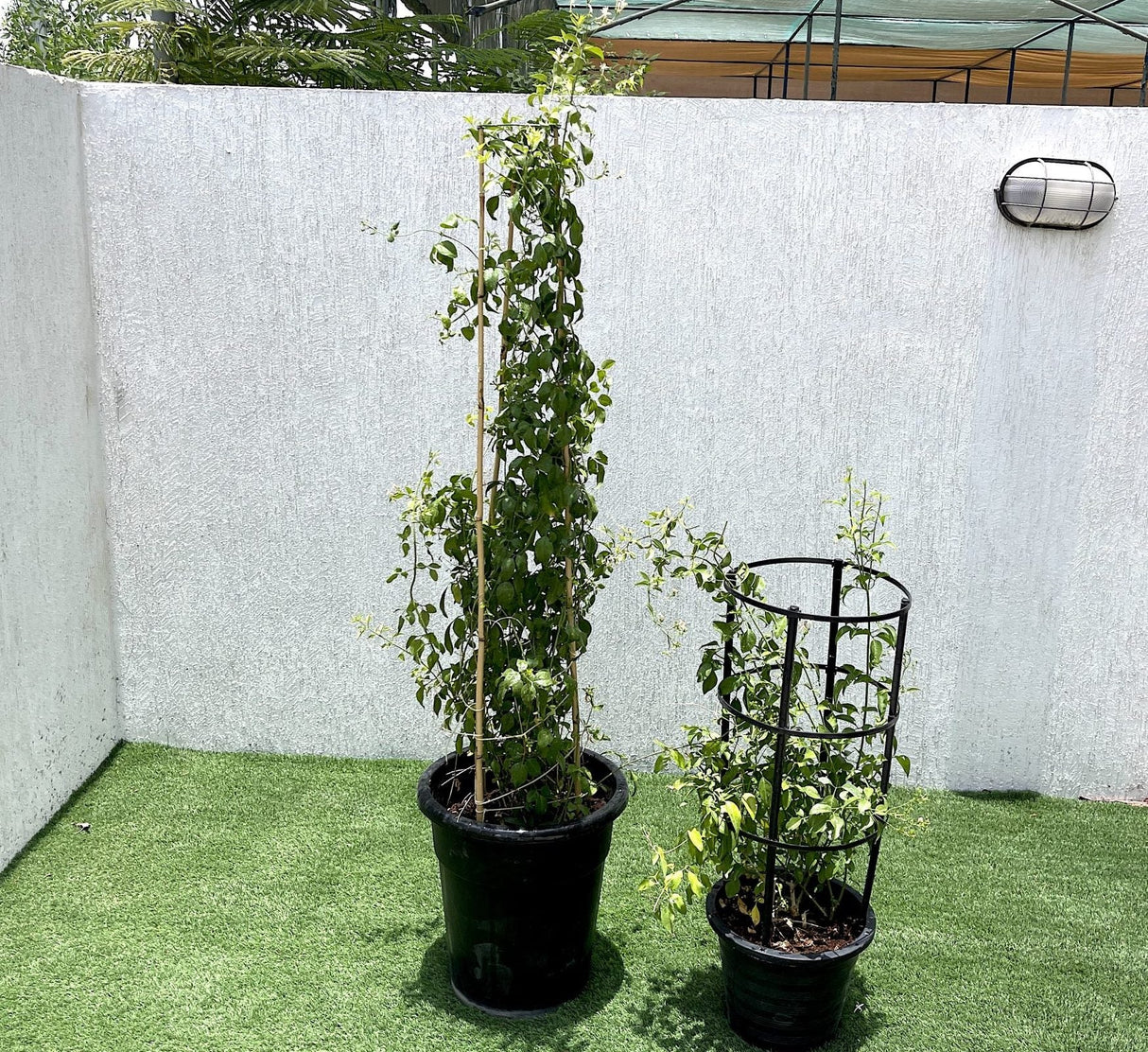 Jasminum grandiflora Or Jasmine Climber 0.8 - 1.5m